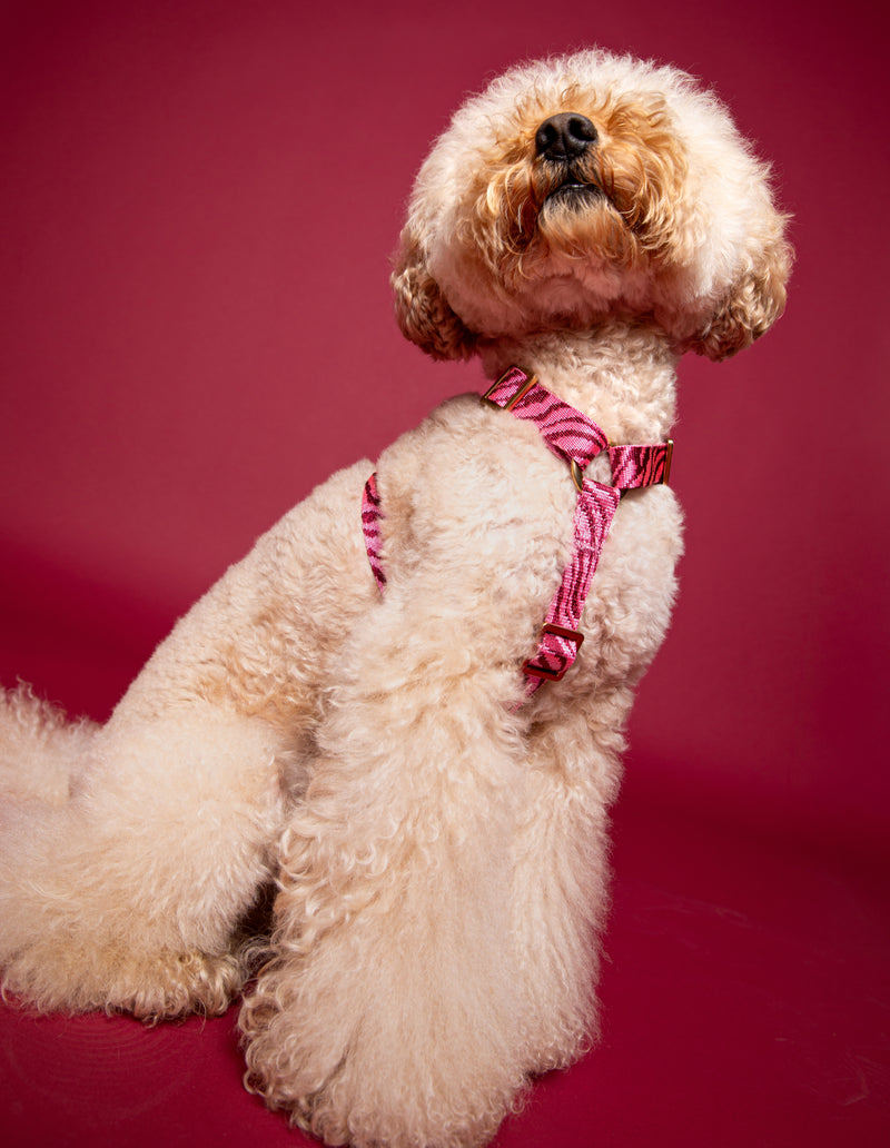 ZEBRA HARNESS - BORDEAUX/PINK