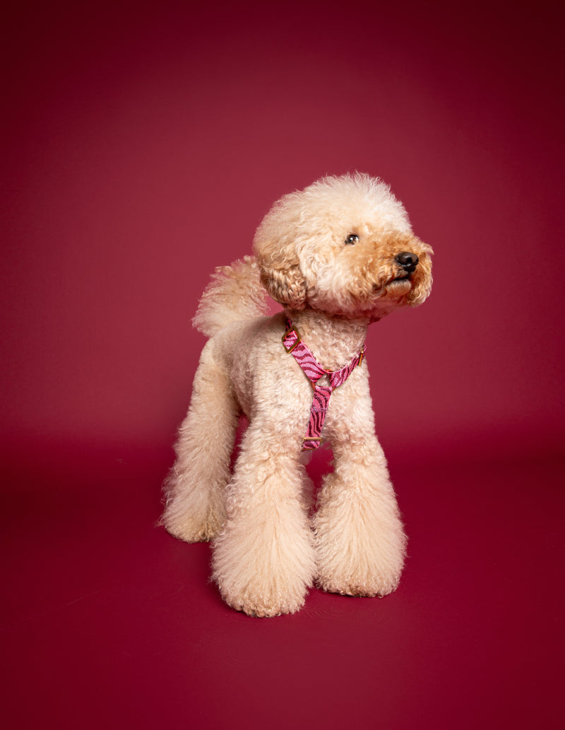 ZEBRA HARNESS - BORDEAUX/PINK