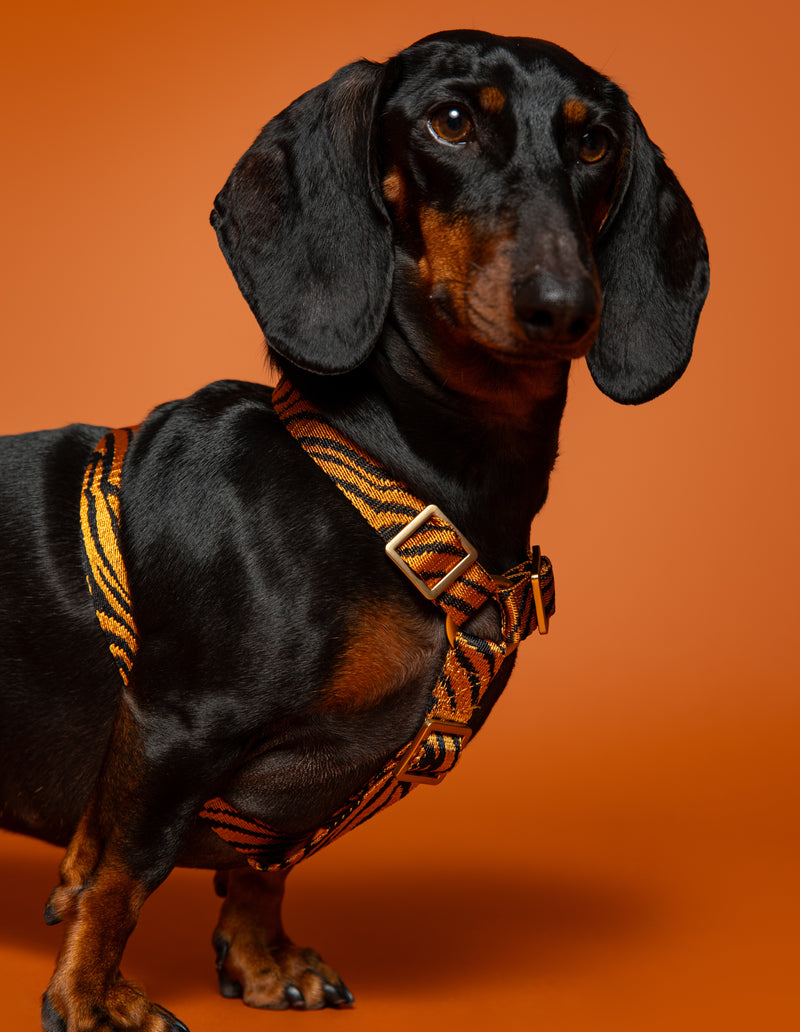 ZEBRA HARNESS - RUST/BLACK