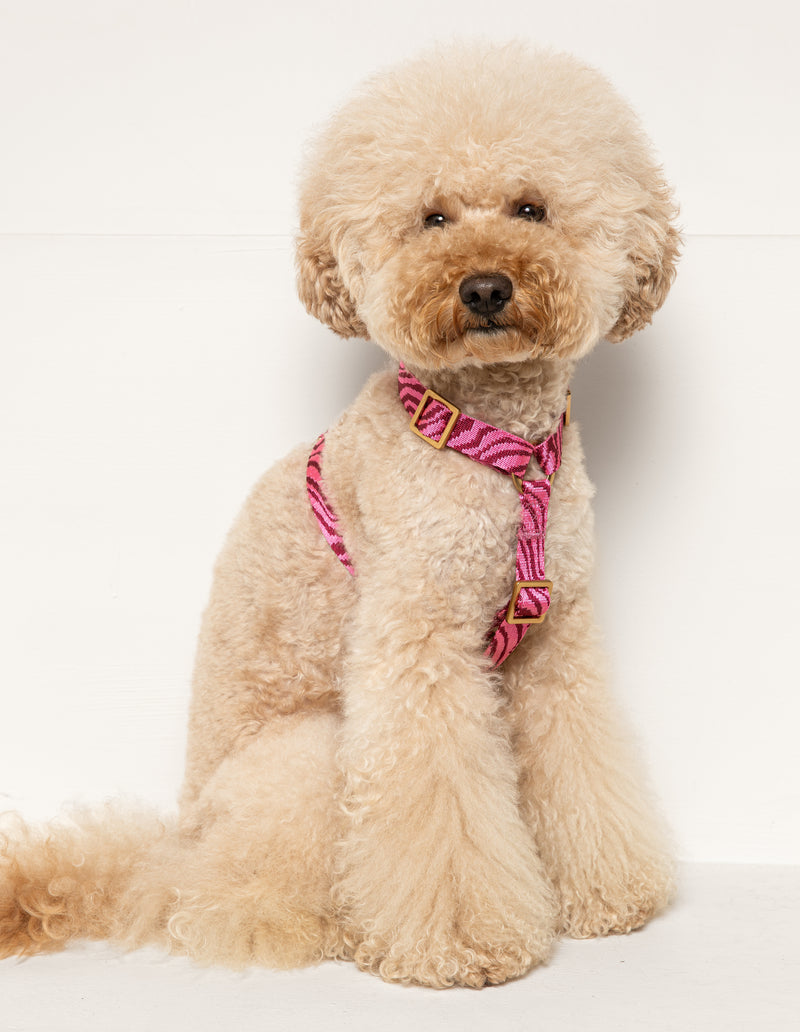 ZEBRA HARNESS - BORDEAUX/PINK