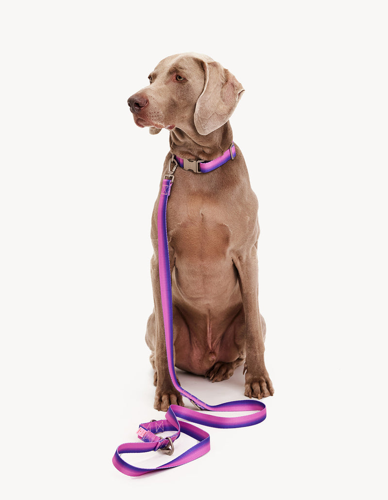 GRADIENT LEASH - PINK / PURPLE