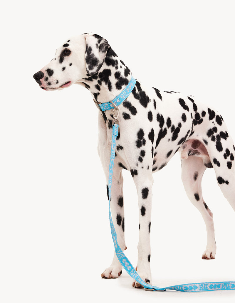 DL LEASH - BLUE / SILVER