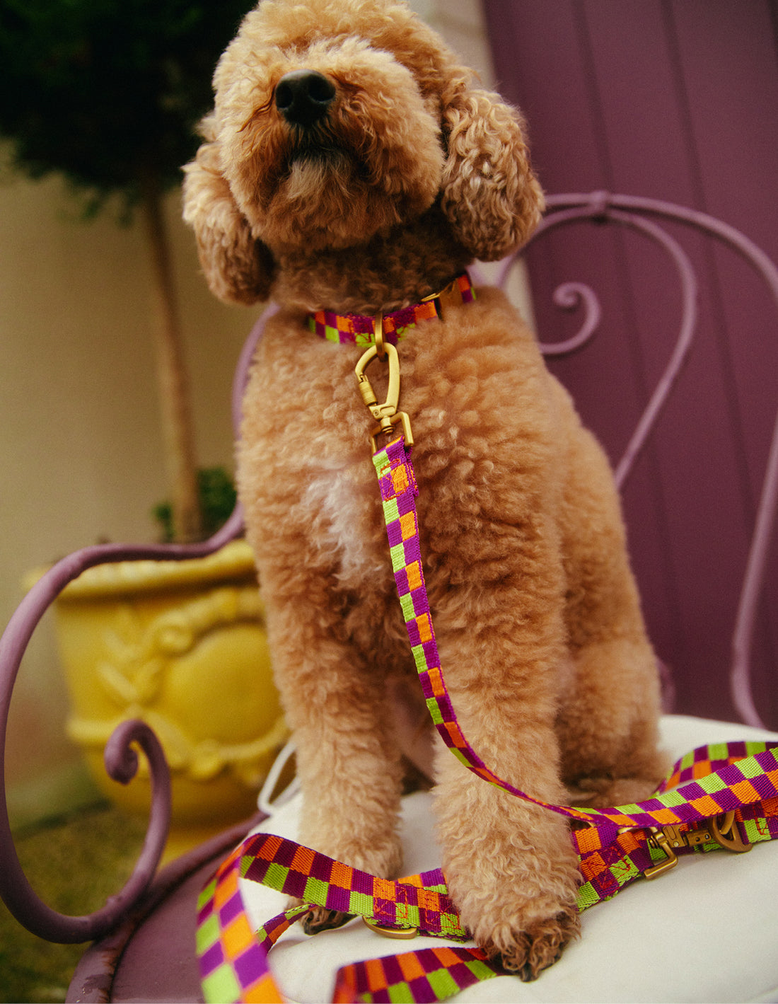 Vichy check collar