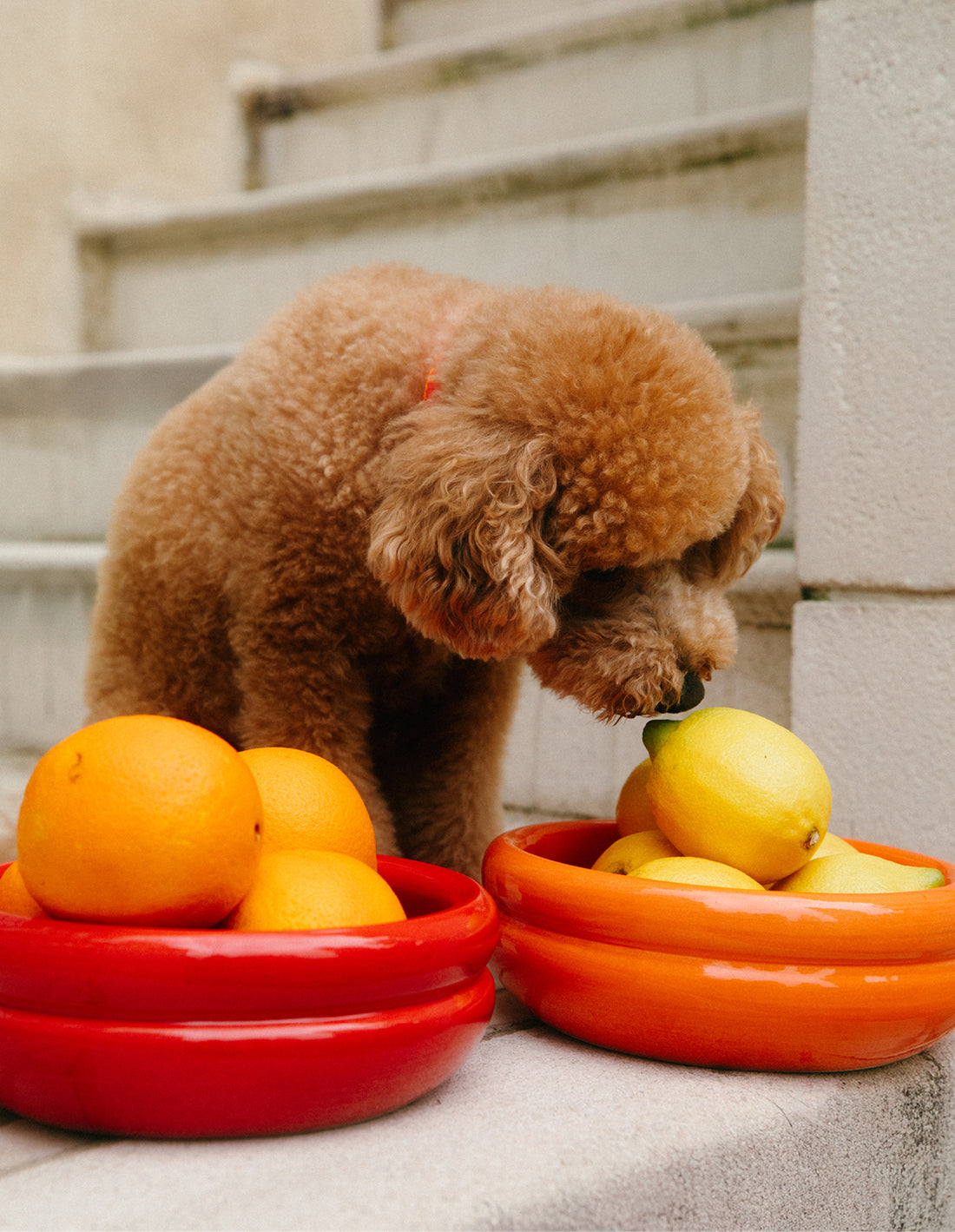 Double row food bowl - pre-order
