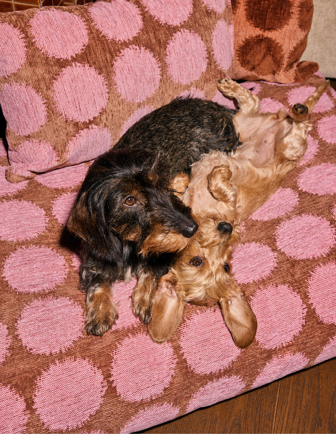 pink/mocha dog beds – Dogguo.com