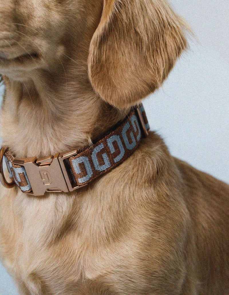 DG dog collar