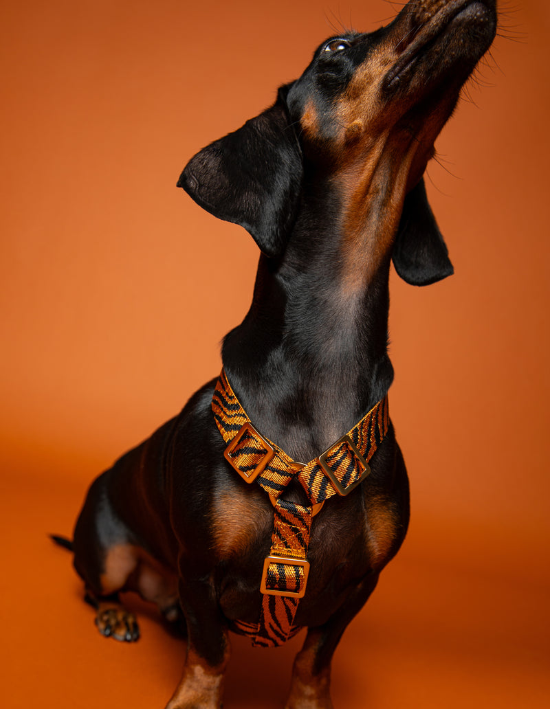 ZEBRA HARNESS - RUST/BLACK