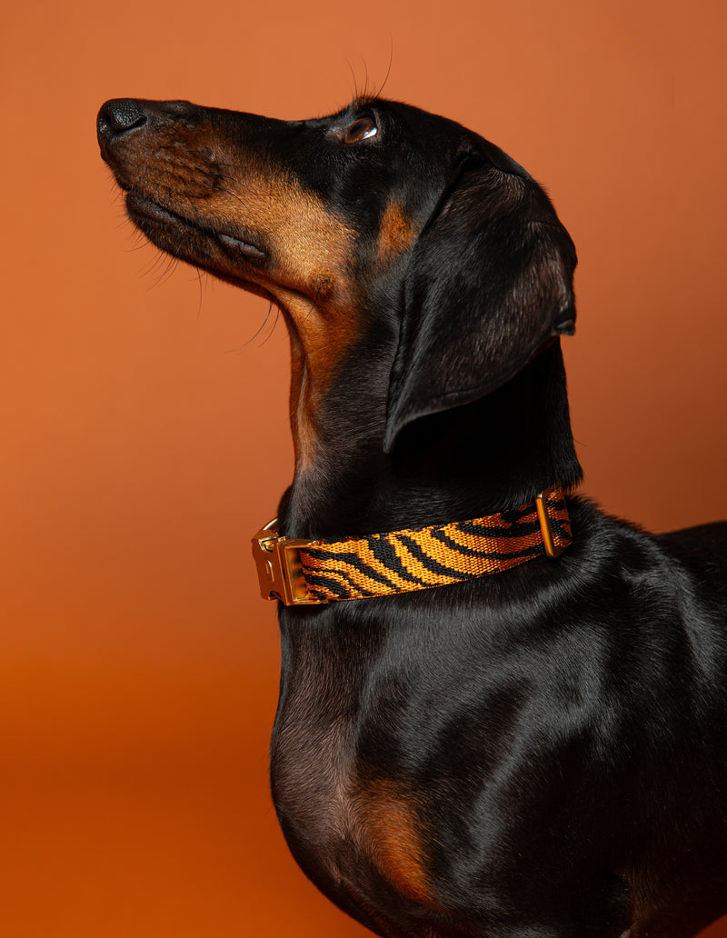 ZEBRA HALSBAND - ROEST/ZWART