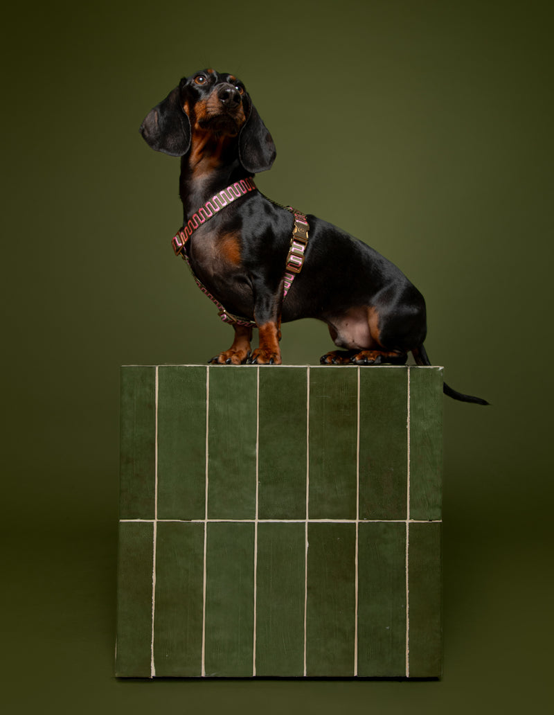RETRO WAVE HARNESS - GREEN/PINK
