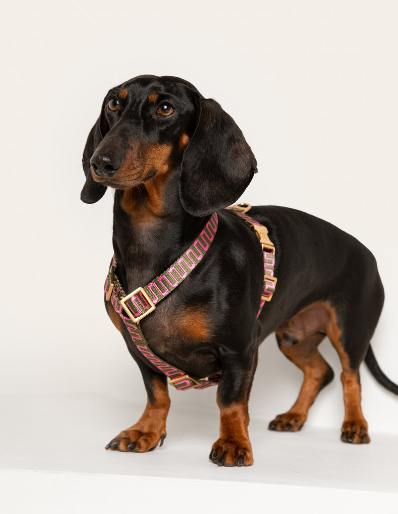 RETRO WAVE HARNESS - GREEN/PINK
