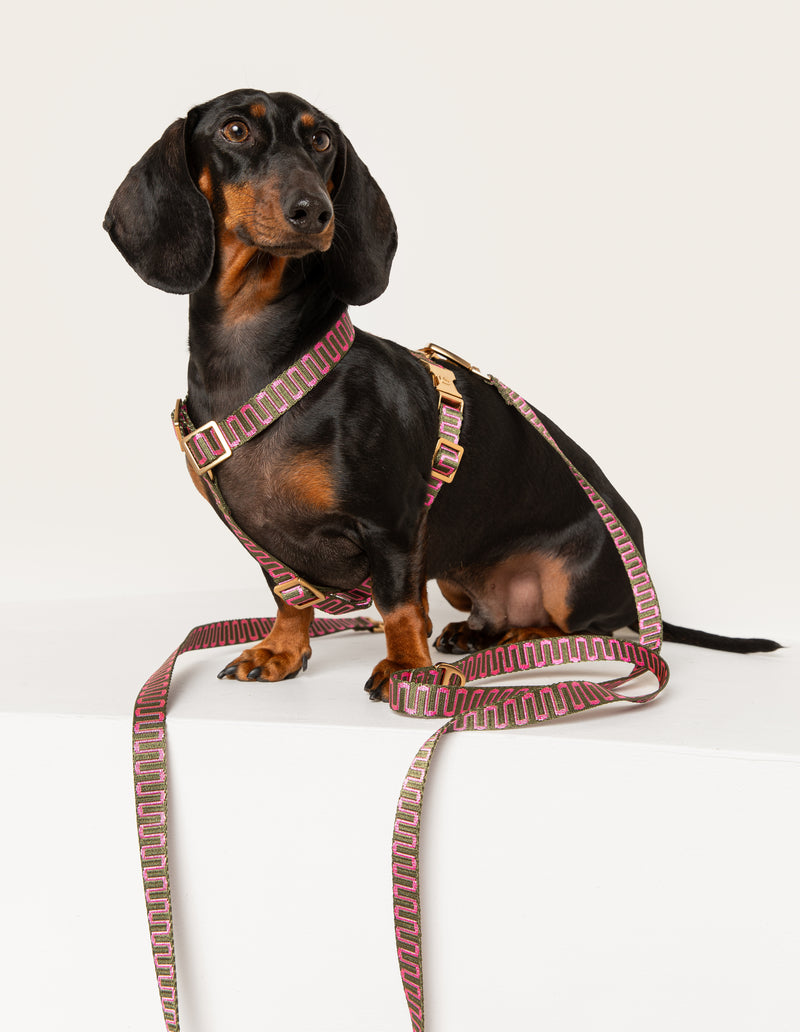 RETRO WAVE LEASH - GREEN/PINK