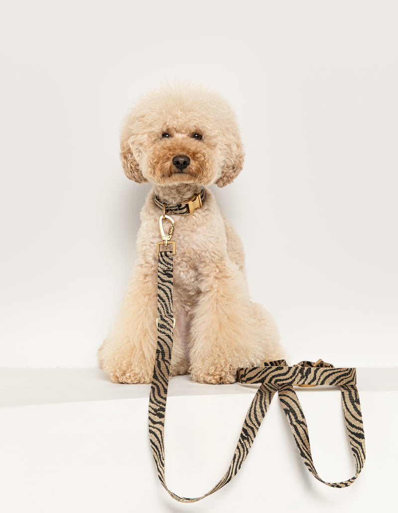Zebra leash