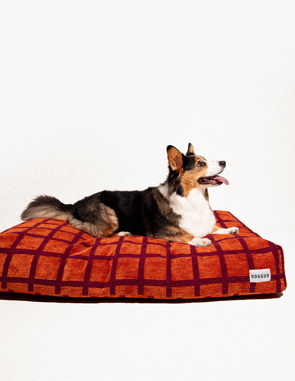 Check dog bed