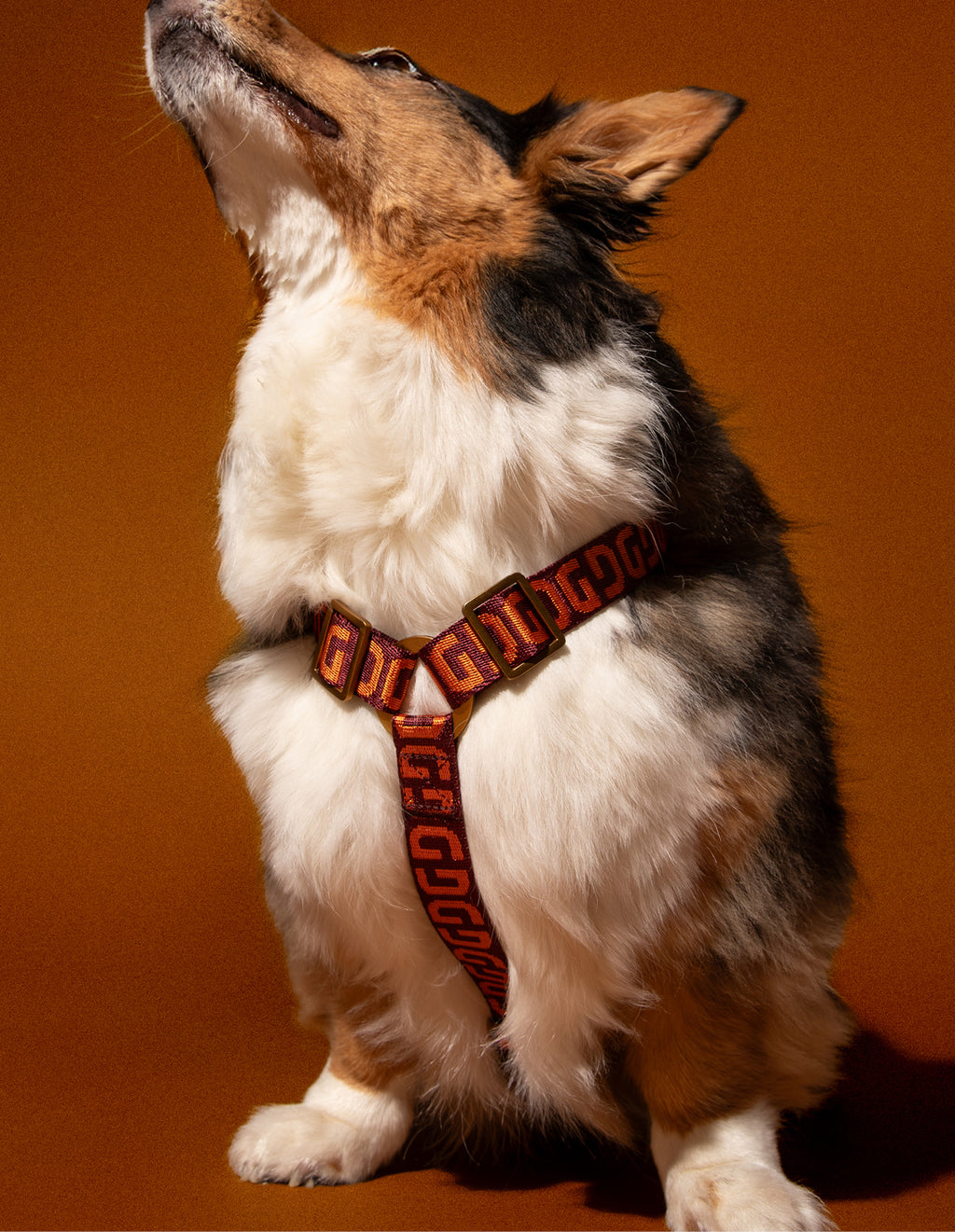 DG dog harness