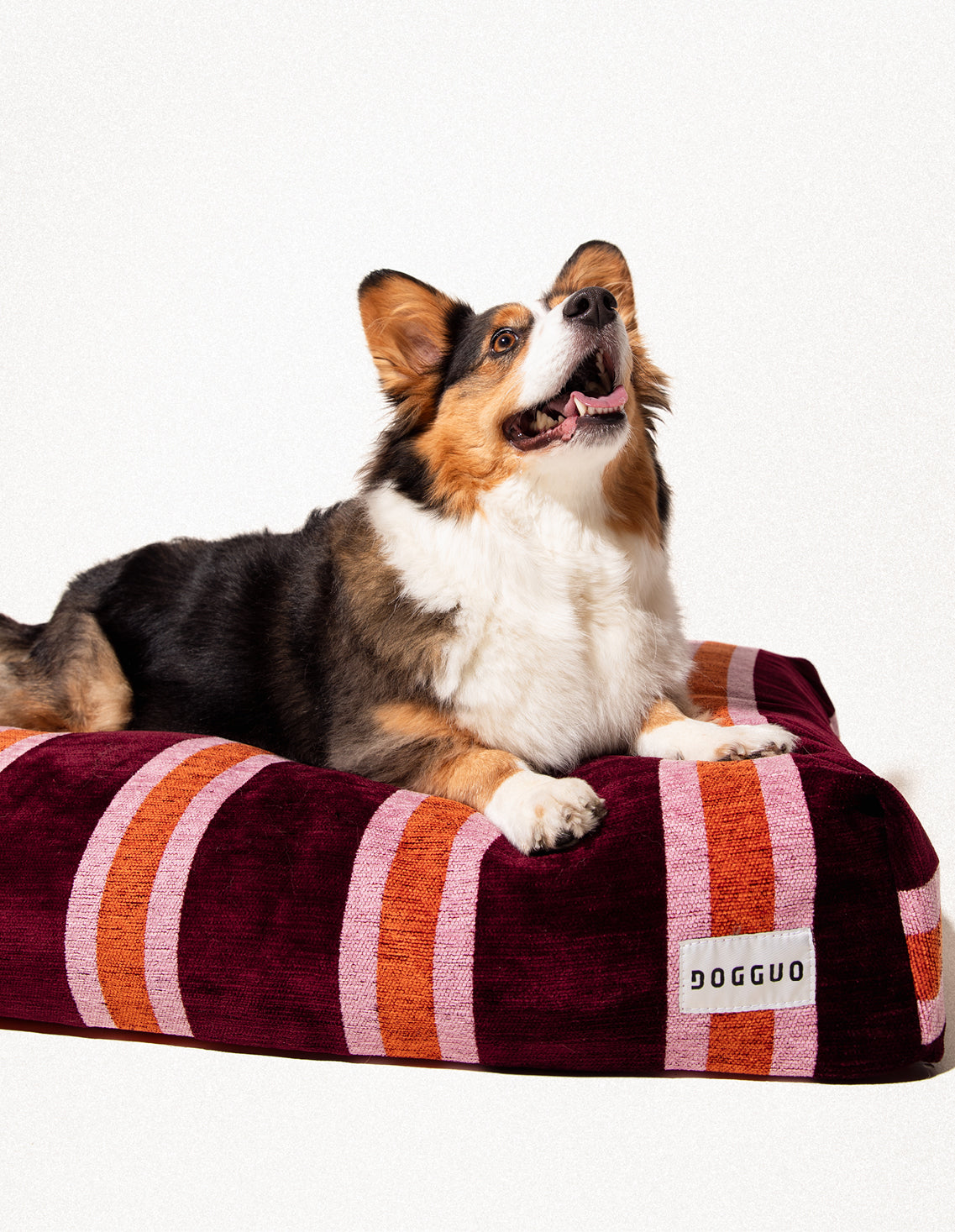 Stripe dog bed – Dogguo.com