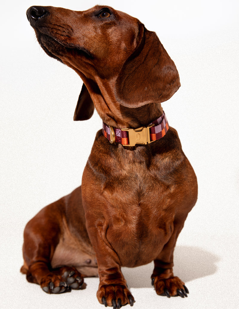 Vichy dog collar - PRE ORDER - Shipping around 23/24 december