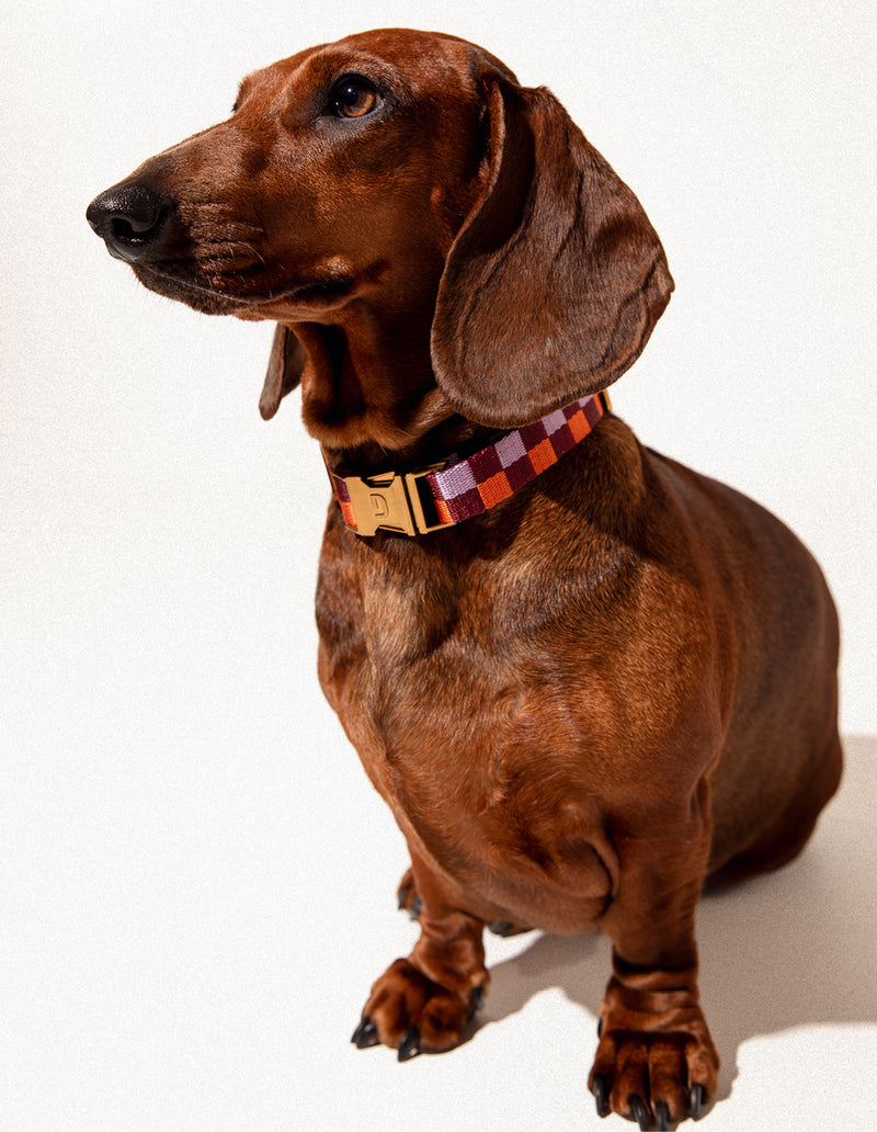 Vichy dog collar - PRE ORDER - Shipping around 23/24 december