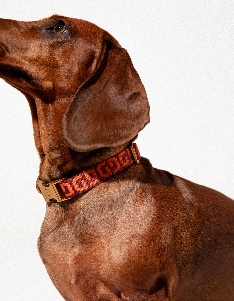 DG hondenhalsband - PRE ORDER - Verzending rond 23 december