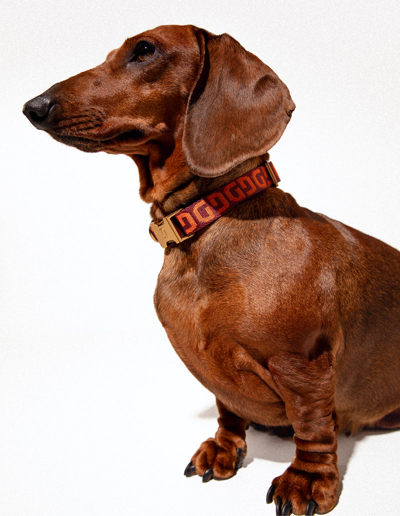 DG hondenhalsband - PRE ORDER - Verzending rond 23 december