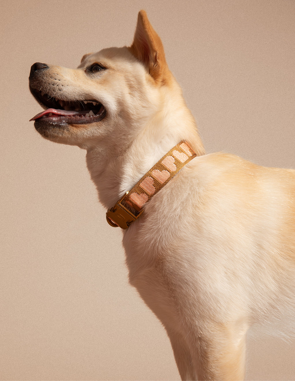 Heart dog collar
