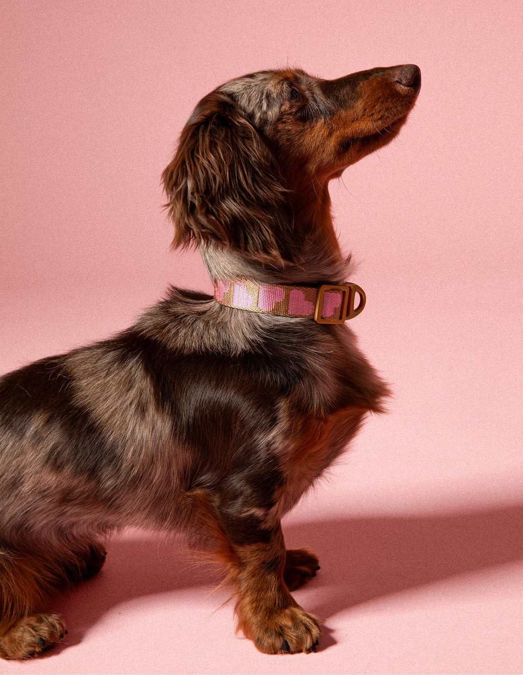 Heart dog collar
