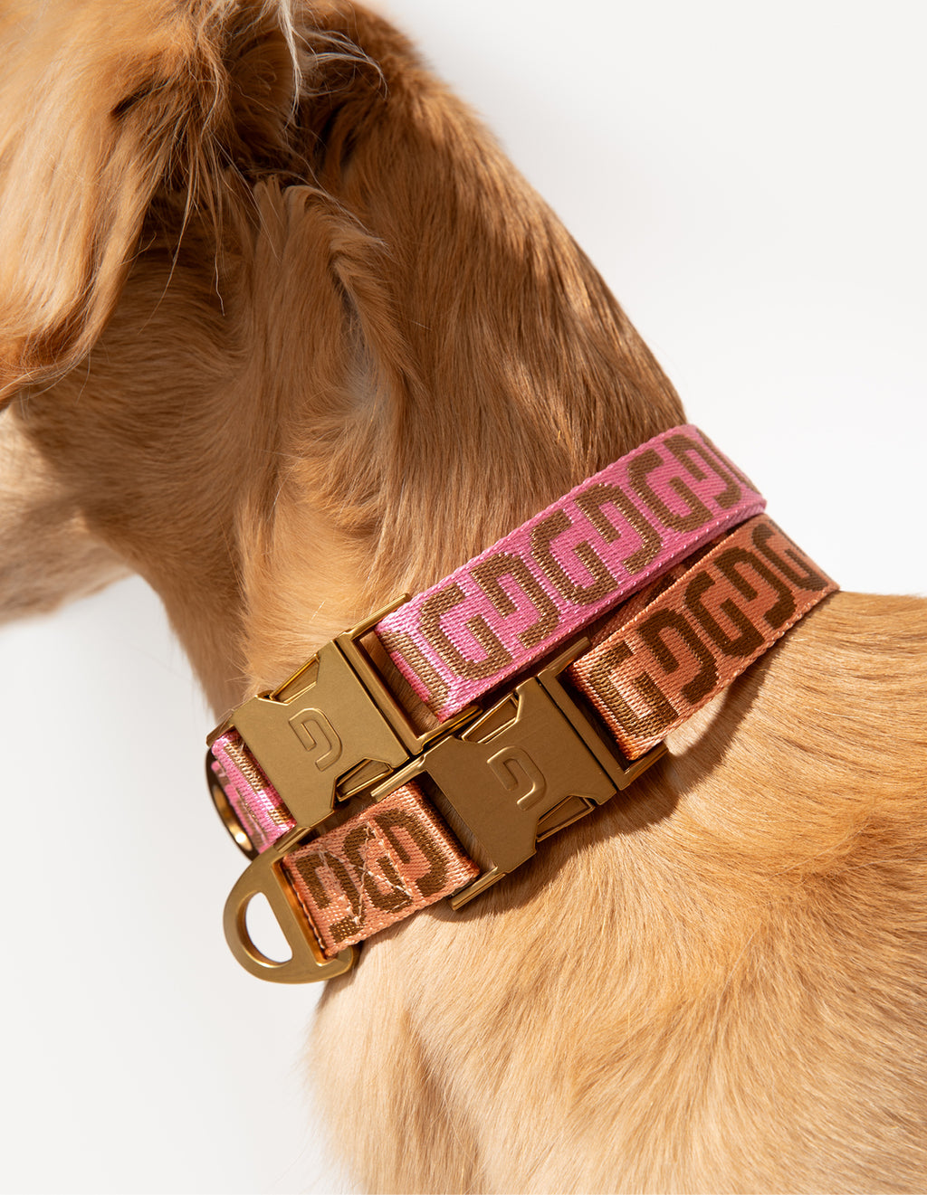 DG dog collar