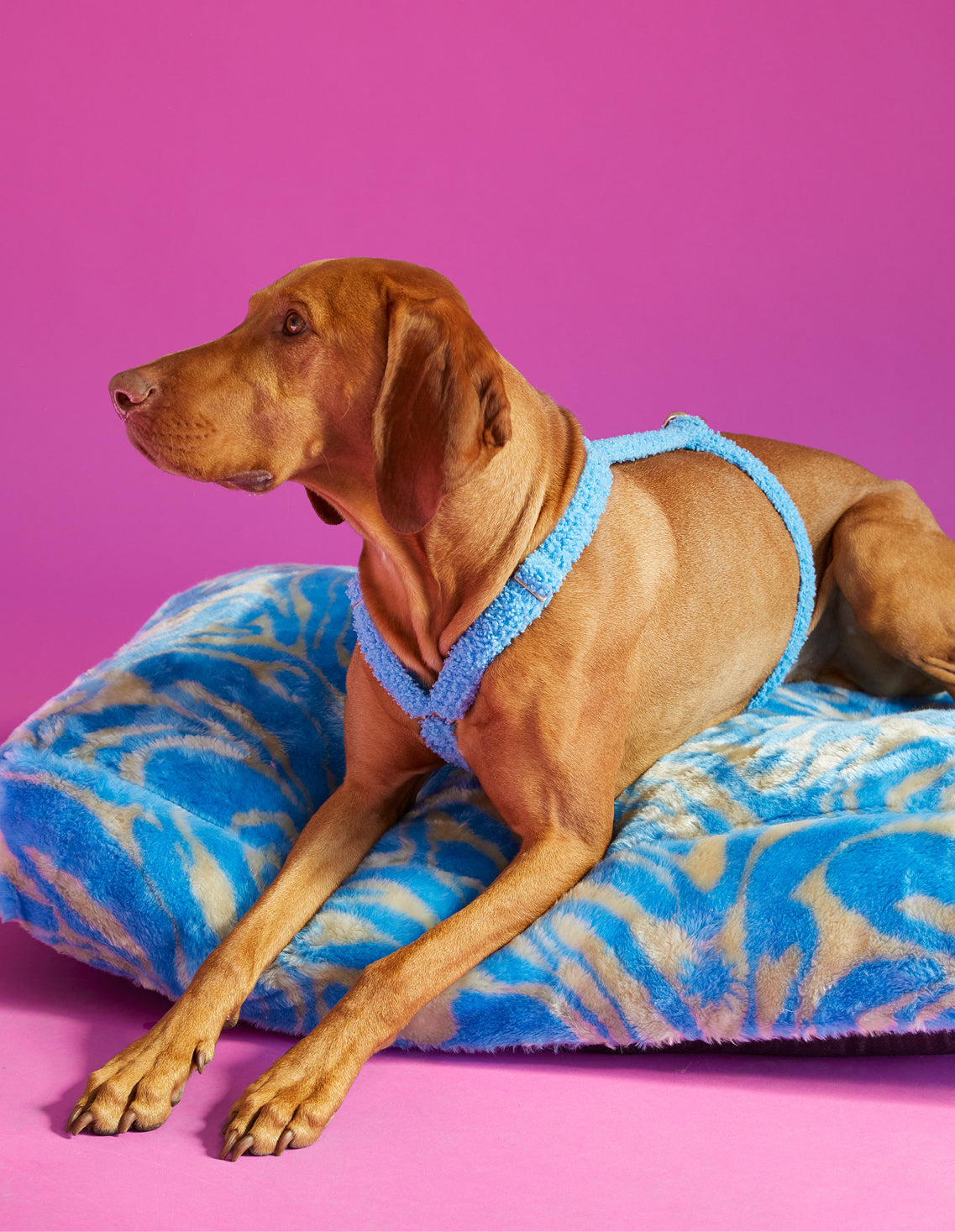 Collared top dog beds