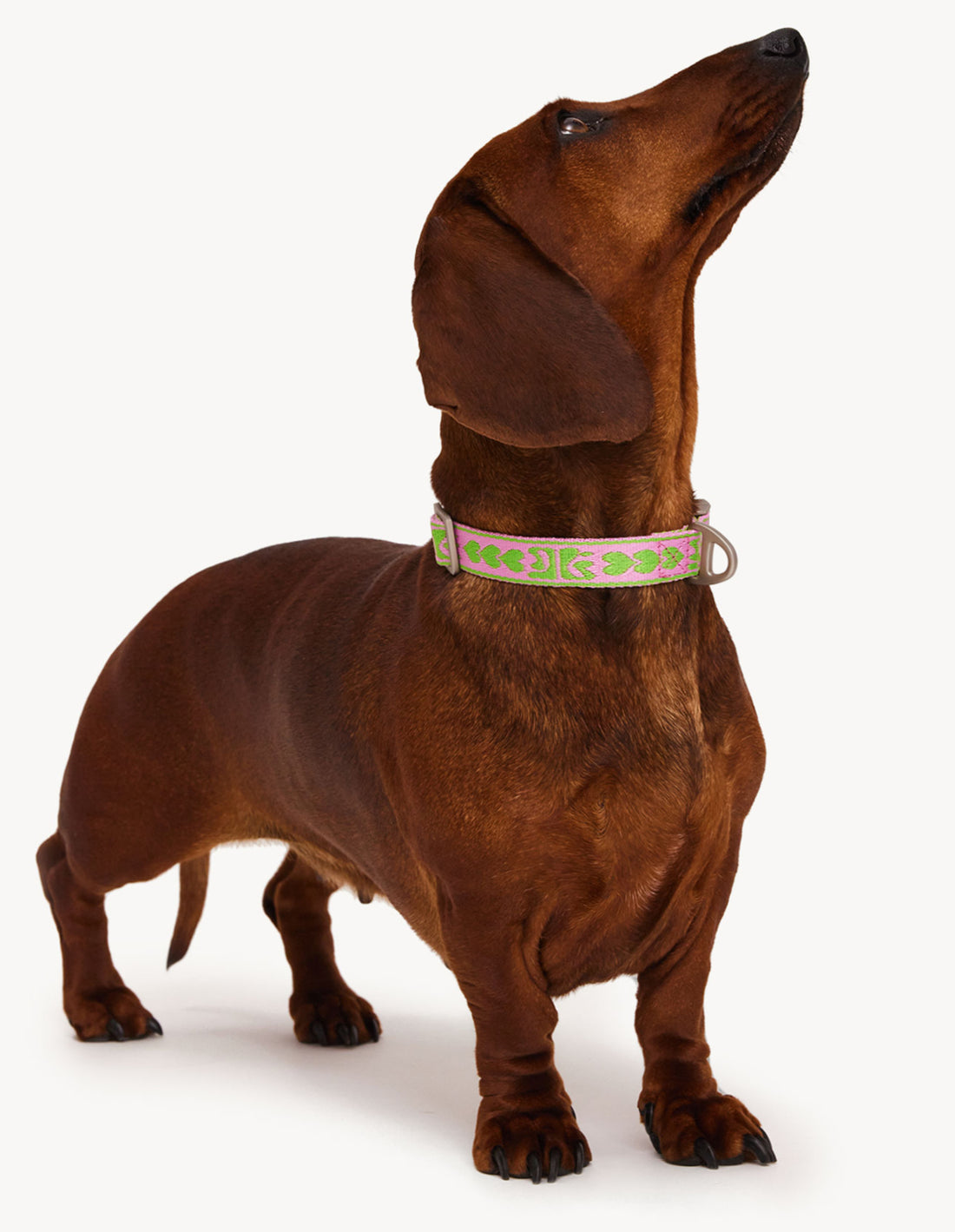 DL COLLAR - GREEN / PINK