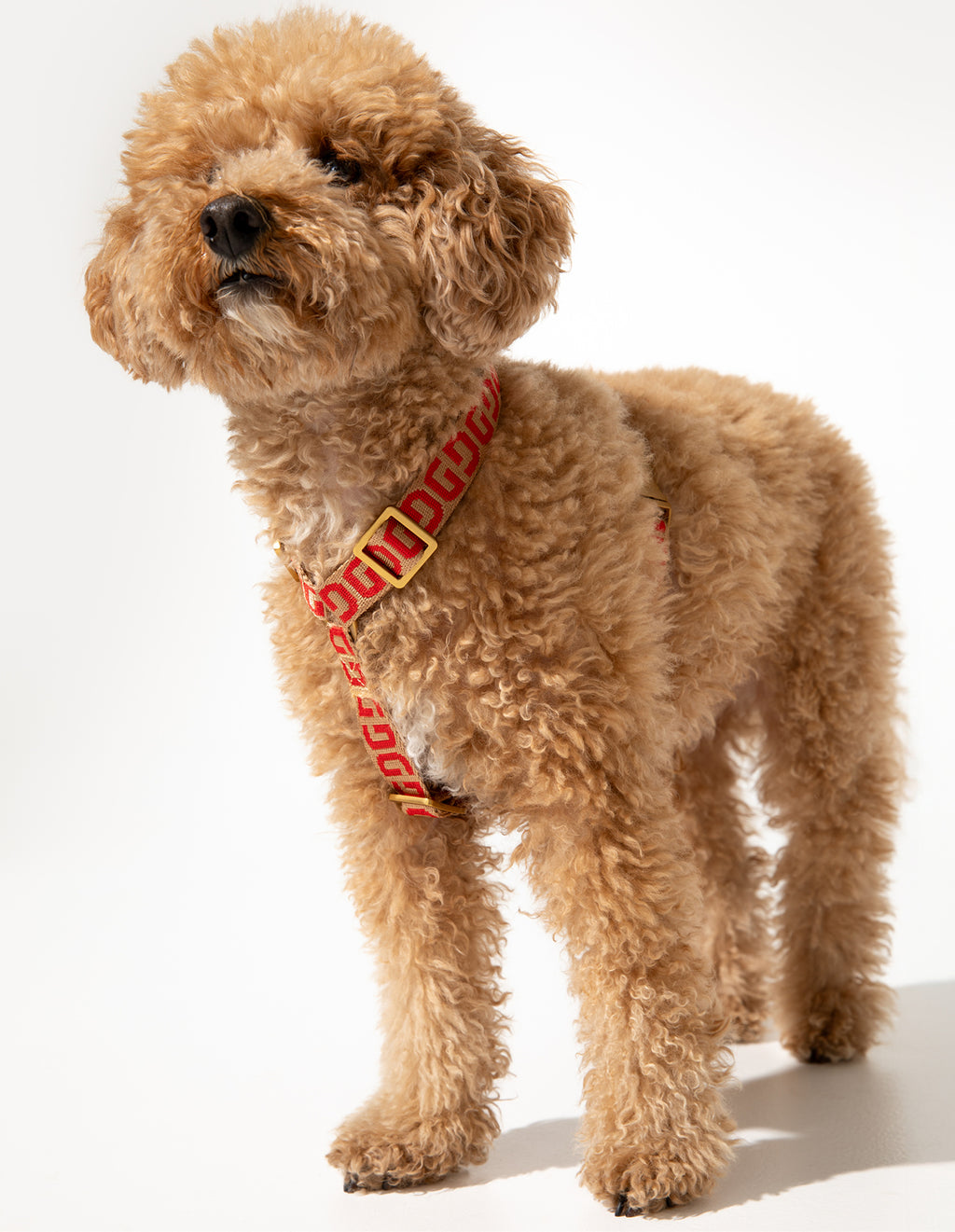DG dog harness