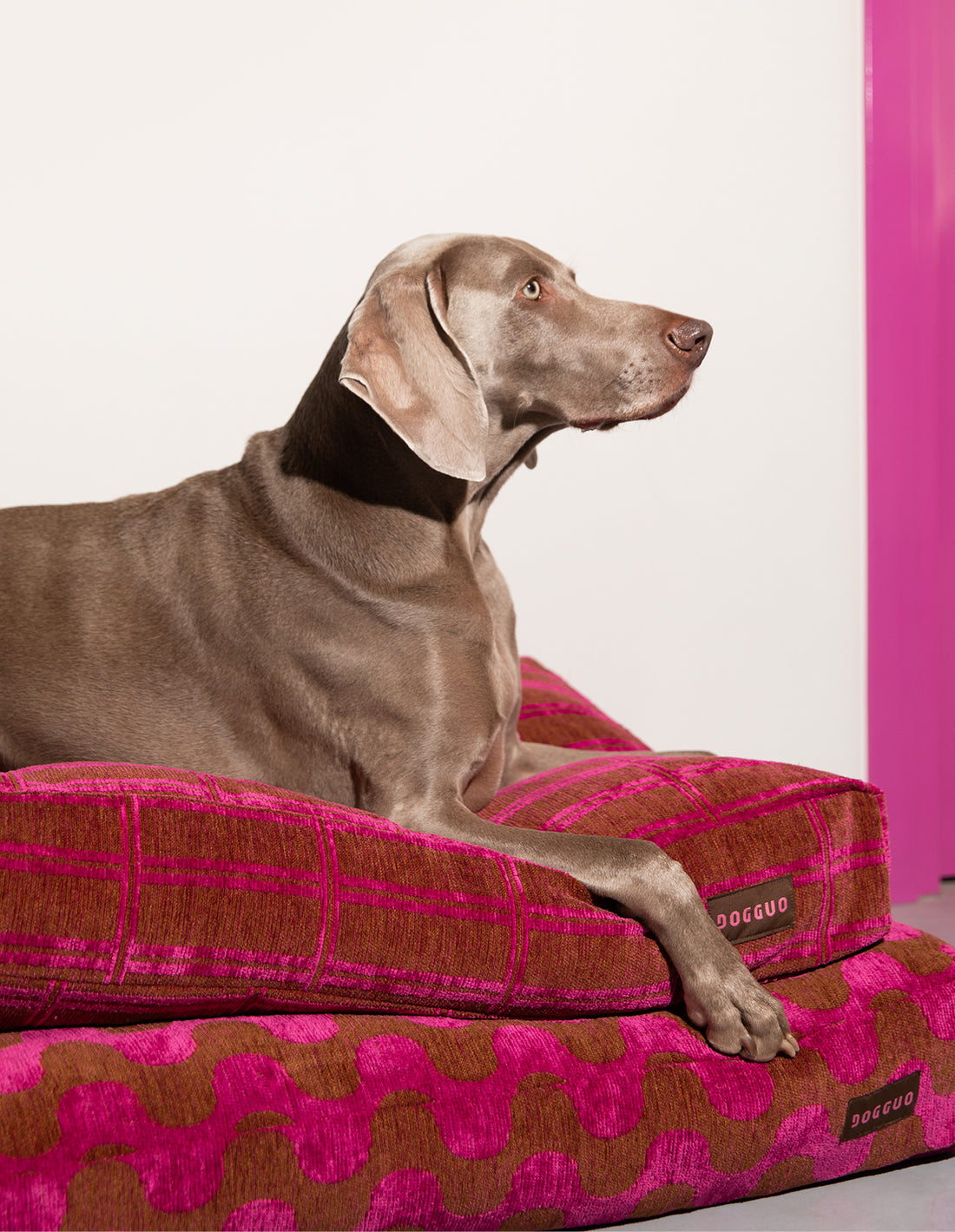 WAVEY DOG BED - BROWN / PINK