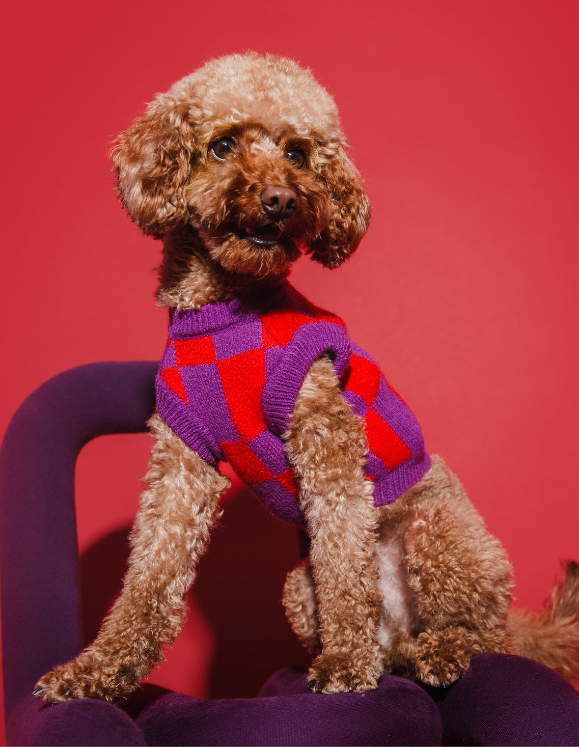 Standard poodle hot sale sweaters