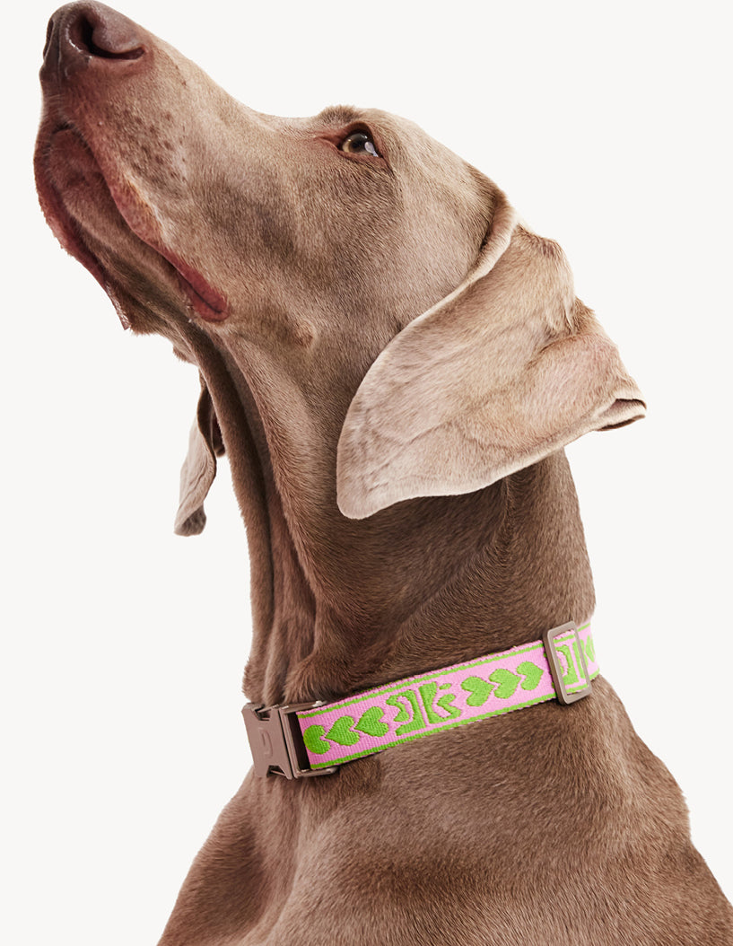 DL COLLAR - GREEN / PINK